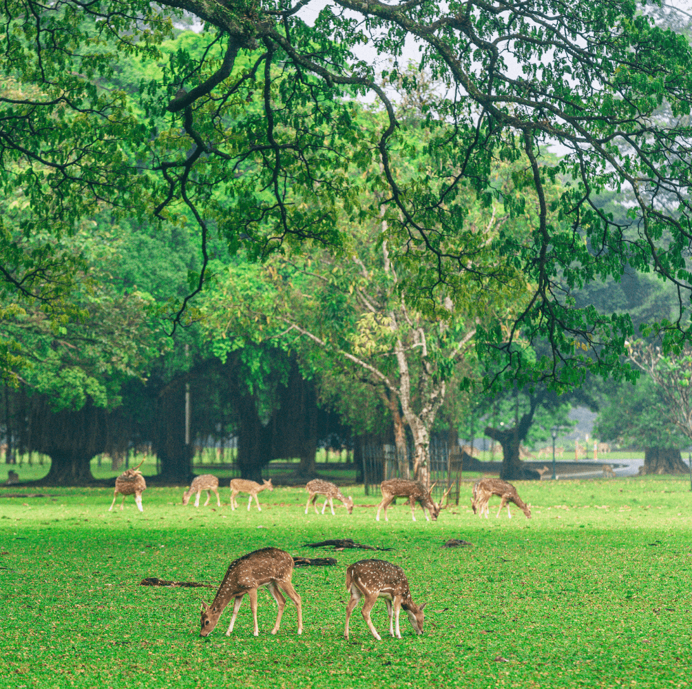 PAKET 3WISATA TOUR TAMAN SAFARI BOGOR