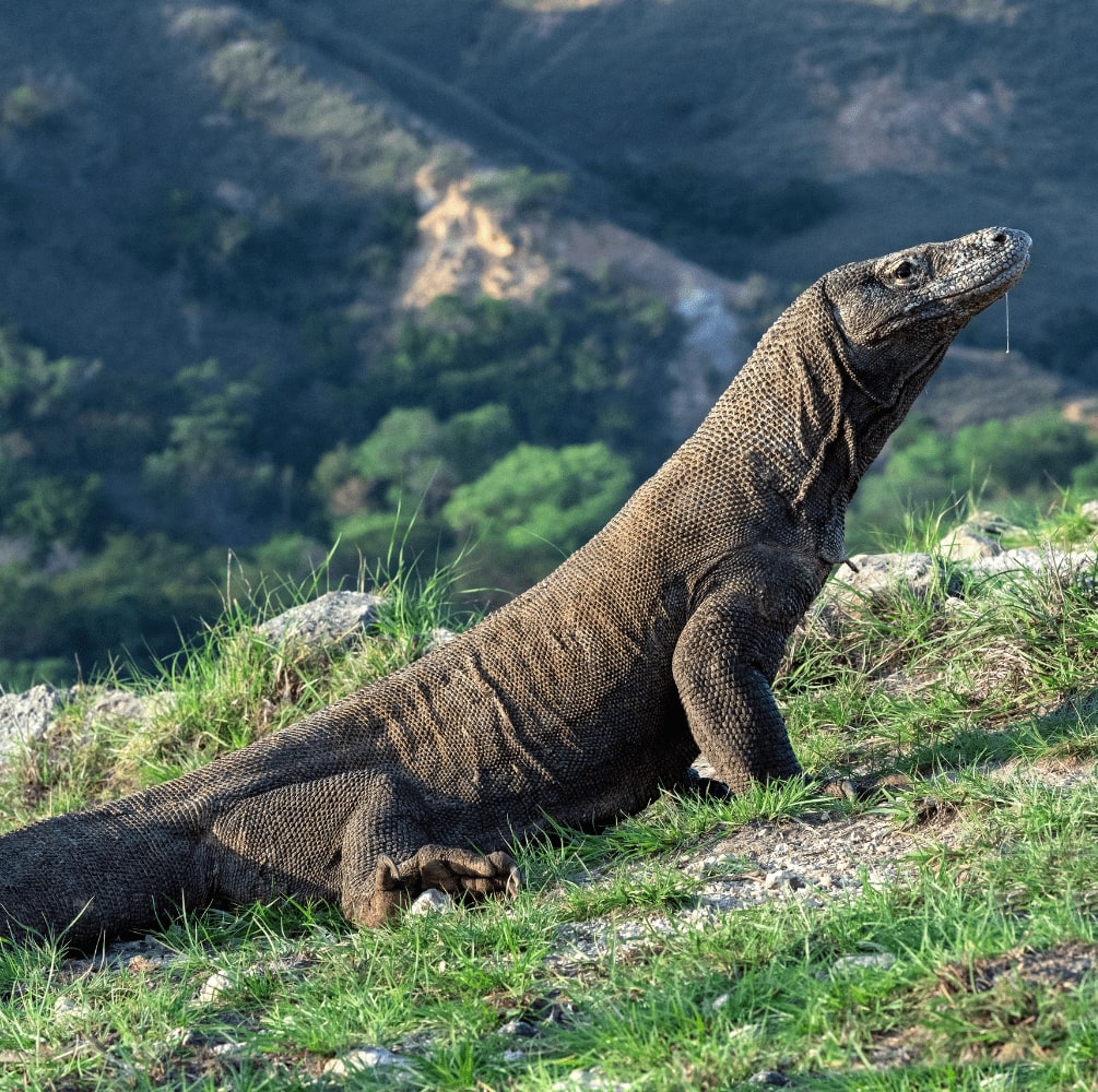 PULAU KOMODO